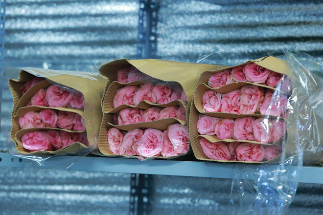 Xếp hàng từ 7h giờ sáng mua hoa hồng Đà Lạt 1.000 đồng/bông - Ảnh 19.