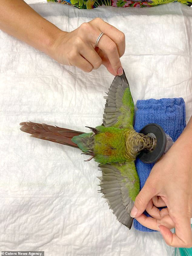 Chú vẹt bị vặt sạch lông ở cánh được cấy thêm lông để có thể tập bay trở lại sau khi phải chịu nhiều thương tích - Ảnh 1.