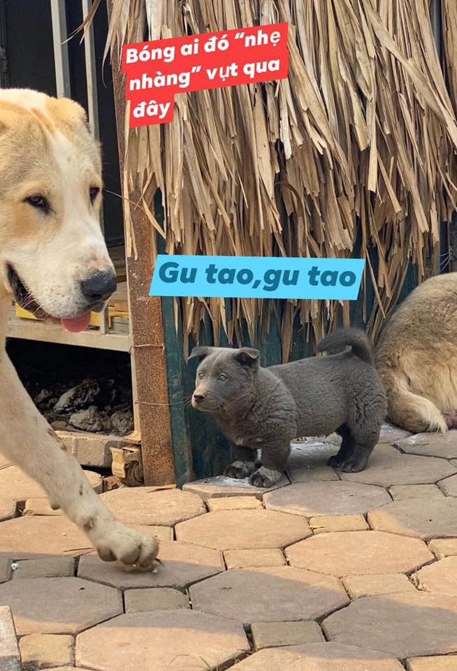 Dúi - chú cún Việt Nam đang gây bão mạng toàn thế giới vì độ phởn và vẻ ngoài ngộ nghĩnh không biết là chó hay mèo? - Ảnh 10.