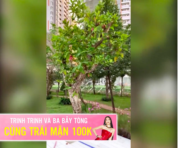 Đoạn clip “trái mận trị giá 100k” của Ngọc Trinh thu về hơn 1,6 triệu views, xem xong mới vỡ lẽ vì sao lại đắt như vậy - Ảnh 4.