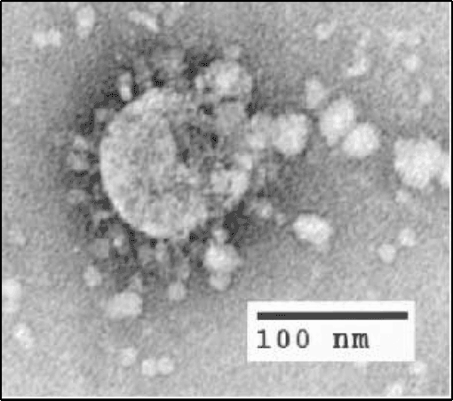 Tốc độ lây lan của chủng mới của virus corona nhanh như thế nào? - Ảnh 2.