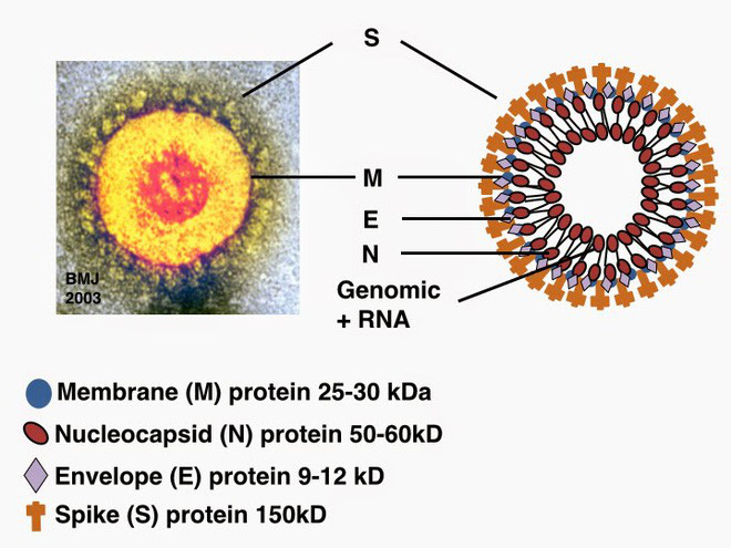 Đi tìm lời giải cho độc tính của virus corona: Khi nào chúng gây chết người, khi nào chỉ gây cúm? - Ảnh 2.