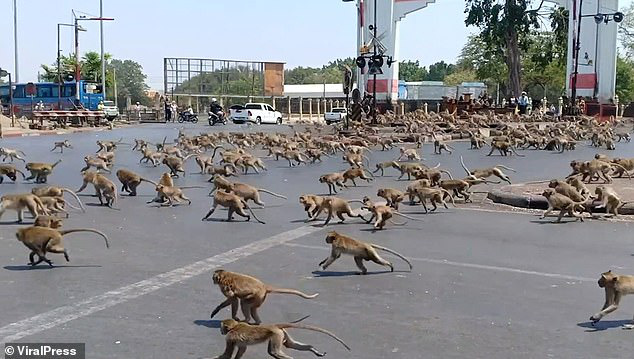 Hai đàn khỉ đói bụng tràn ra phố đánh nhau để giành thức ăn ở Thái Lan do khách du lịch giảm giữa đại dịch Covid-19 - Ảnh 2.