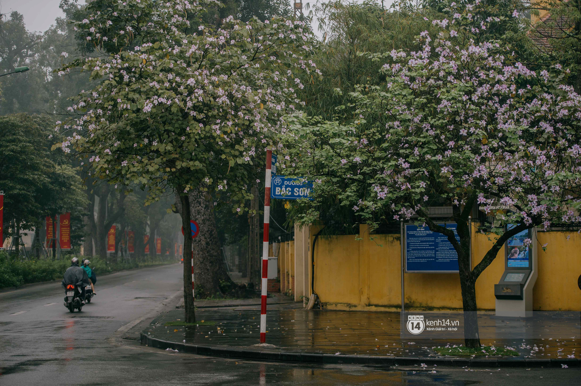 Hà Nội tháng 3 vẫn đẹp đến nao lòng dù đang giữa mùa dịch: ngắm ảnh lộc vừng thay lá, sữa nở, bàng đâm chồi mà thấy sao an yên - Ảnh 11.