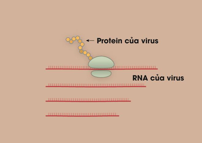  [Infographic] Covid-19 lây nhiễm tế bào phổi như thế nào? Tại sao nó lại nguy hiểm vậy? - Ảnh 4.