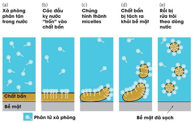 [Infographic] Lịch sử của xà phòng và cách chúng tiêu diệt virus corona - Ảnh 5.