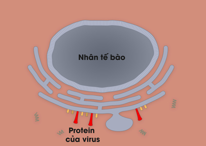  [Infographic] Covid-19 lây nhiễm tế bào phổi như thế nào? Tại sao nó lại nguy hiểm vậy? - Ảnh 5.