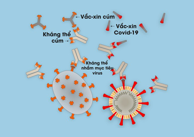  [Infographic] Covid-19 lây nhiễm tế bào phổi như thế nào? Tại sao nó lại nguy hiểm vậy? - Ảnh 10.