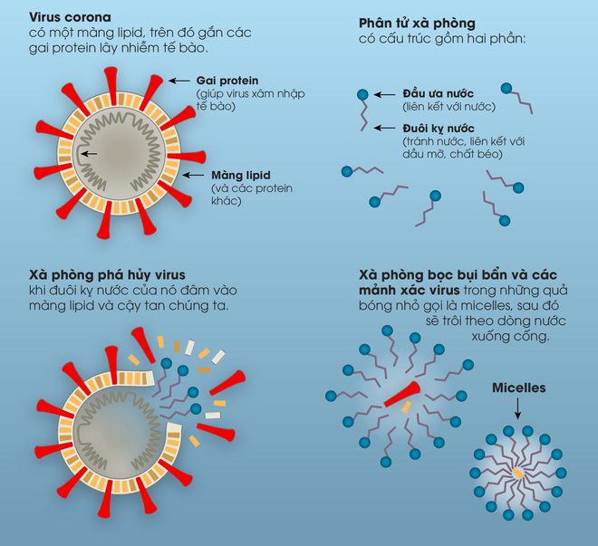 [Infographic] Lịch sử của xà phòng và cách chúng tiêu diệt virus corona - Ảnh 3.