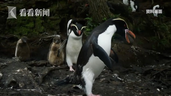 Thủy cung đóng cửa chống dịch Covid-19, chim cánh cụt rủ nhau đi tham quan, gặp gỡ các bạn bè khác - Ảnh 4.