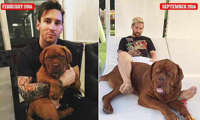 Chú chó khổng lồ bị 3 cha con Messi xoay như chong chóng trên sân vườn - Ảnh 3.