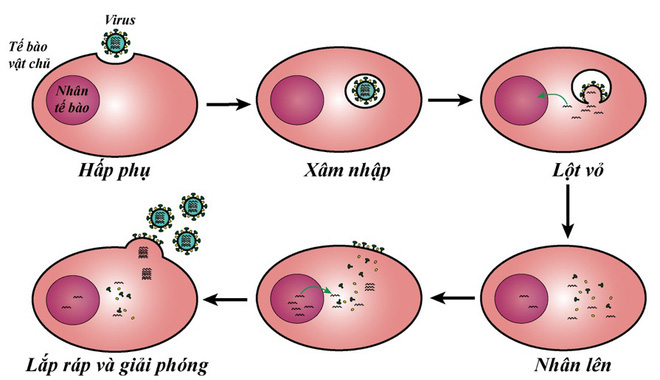 TS Nguyễn Quốc Thục Phương: Nắng nóng mùa hè có giết được virus gây bệnh COVID-19 không? - Ảnh 4.