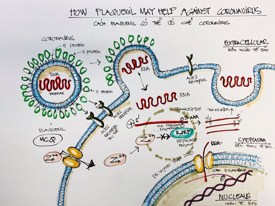 Chuyên gia giải đáp: Vì sao thuốc Plaquenil có thể hiệu quả trong việc chữa trị Covid-19? - Ảnh 2.