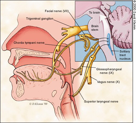 Mất khứu giác và vị giác có thể là triệu chứng của Covid-19: Điều đó xảy ra như thế nào? - Ảnh 2.