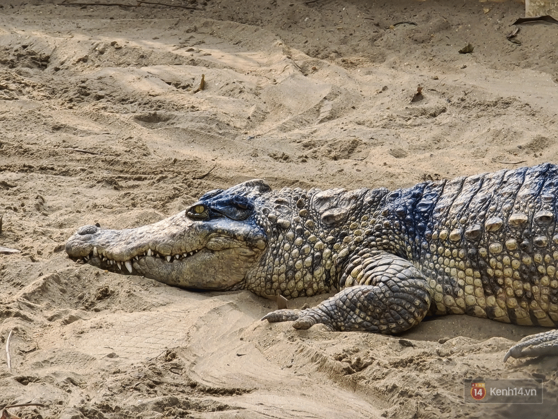 Khi nào thì ta cần khả năng Zoom Vũ trụ 100x của Galaxy S20 Ultra? - Ảnh 6. Khi nào thì ta cần khả năng Zoom Vũ trụ 100x của Galaxy S20 Ultra? - Ảnh 6.