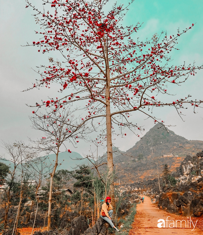 Hà Giang tháng 3 đẹp mê hồn trong mắt cô gái trẻ xứ Thanh, thật khó tin khi 4 loài hoa núi rừng đủ sắc màu cùng nở một lúc - Ảnh 10.