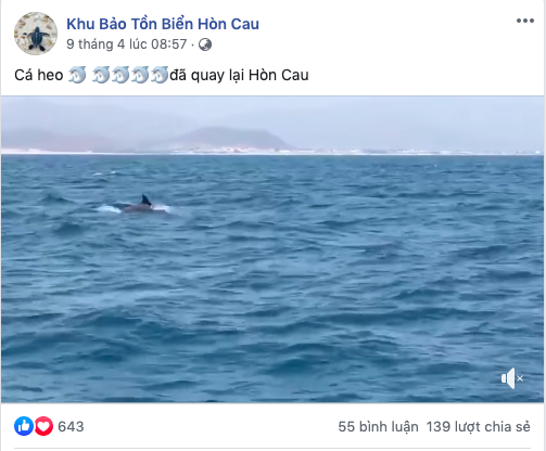 Cá heo liên tục xuất hiện tại vùng biển Nha Trang và Hòn Cau, dân mạng phấn khích khi đã lâu mới chứng kiến cảnh tượng hiếm gặp này - Ảnh 4.