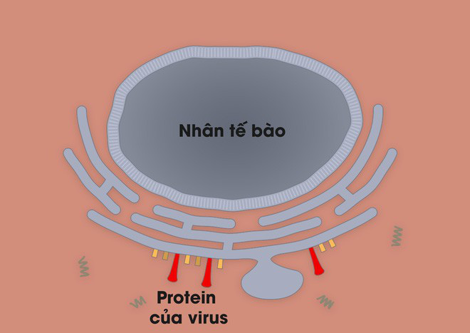 Nhà văn khoa học mô tả tường tận quá trình virus corona lây nhiễm, tấn công người bệnh - Ảnh 8.