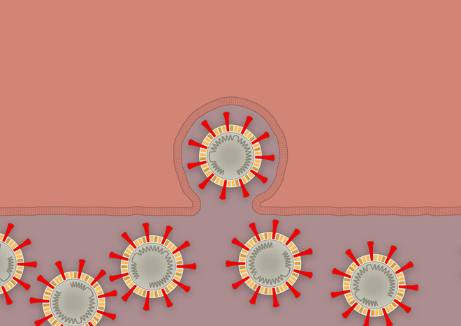 Nhà văn khoa học mô tả tường tận quá trình virus corona lây nhiễm, tấn công người bệnh - Ảnh 9.