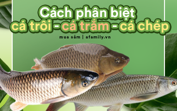 CÁ TRÔI, tin tức Mới nhất Gợi ý giúp bạn: Cách phân biệt được đâu là cá ...