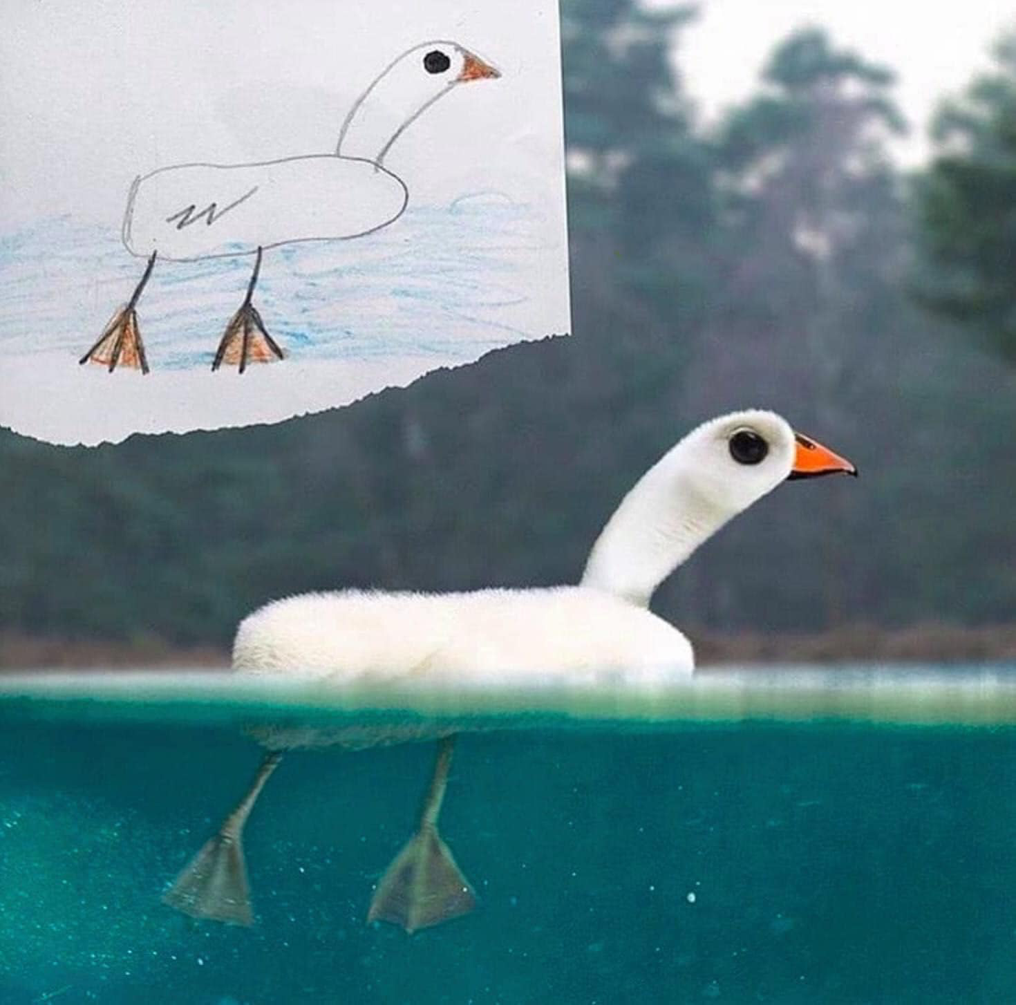 Nếu những bức tranh vẽ của học sinh biến thành động vật ngoài đời thực, chúng sẽ kỳ dị thế này đây - Ảnh 1. Nếu những bức tranh vẽ của học sinh biến thành động vật ngoài đời thực, chúng sẽ kỳ dị thế này đây - Ảnh 1.