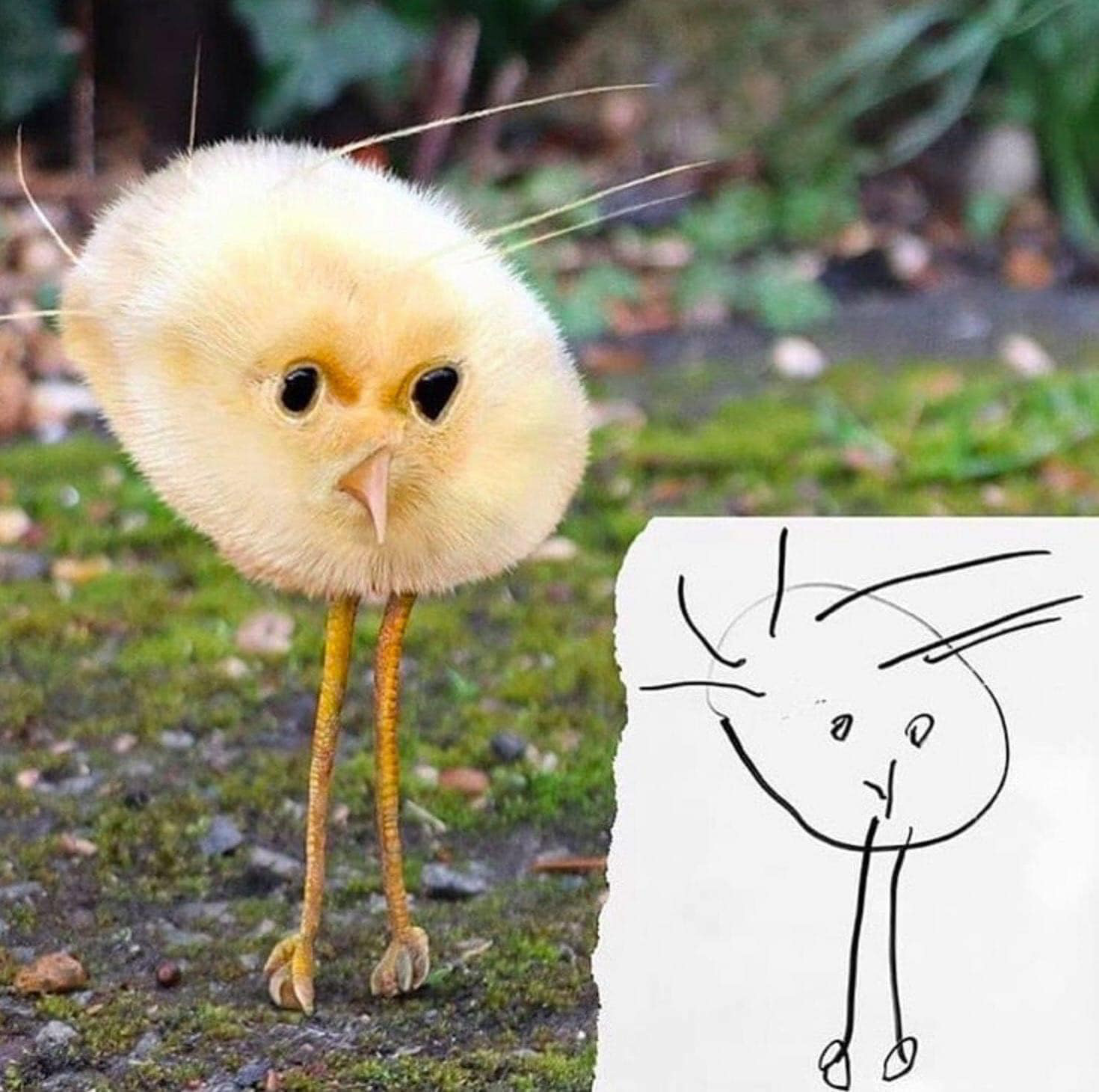 Nếu những bức tranh vẽ của học sinh biến thành động vật ngoài đời thực, chúng sẽ kỳ dị thế này đây - Ảnh 3. Nếu những bức tranh vẽ của học sinh biến thành động vật ngoài đời thực, chúng sẽ kỳ dị thế này đây - Ảnh 3.