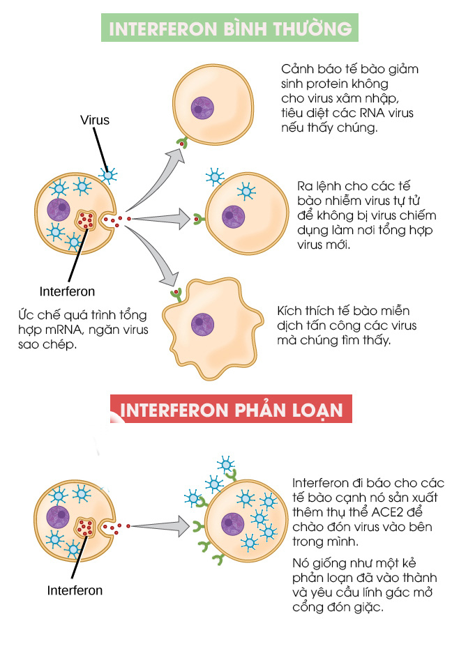 C&aacute;c nh&agrave; khoa học t&igrave;m thấy một protein phản loạn trong cơ thể, kẻ mở cổng th&agrave;nh đ&oacute;n giặc SARS-CoV-2 v&agrave;o trong tế b&agrave;o - Ảnh 3.
