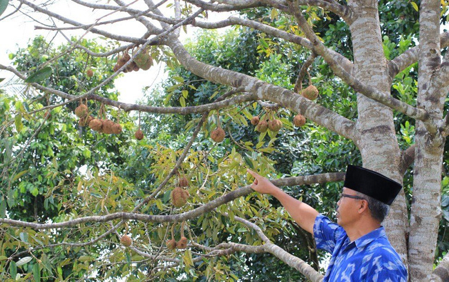 Kì lạ quả sầu riêng không gai hiếm hoi được tìm thấy cách đây 13 năm và không phải ai cũng có thể trồng được - Ảnh 2.