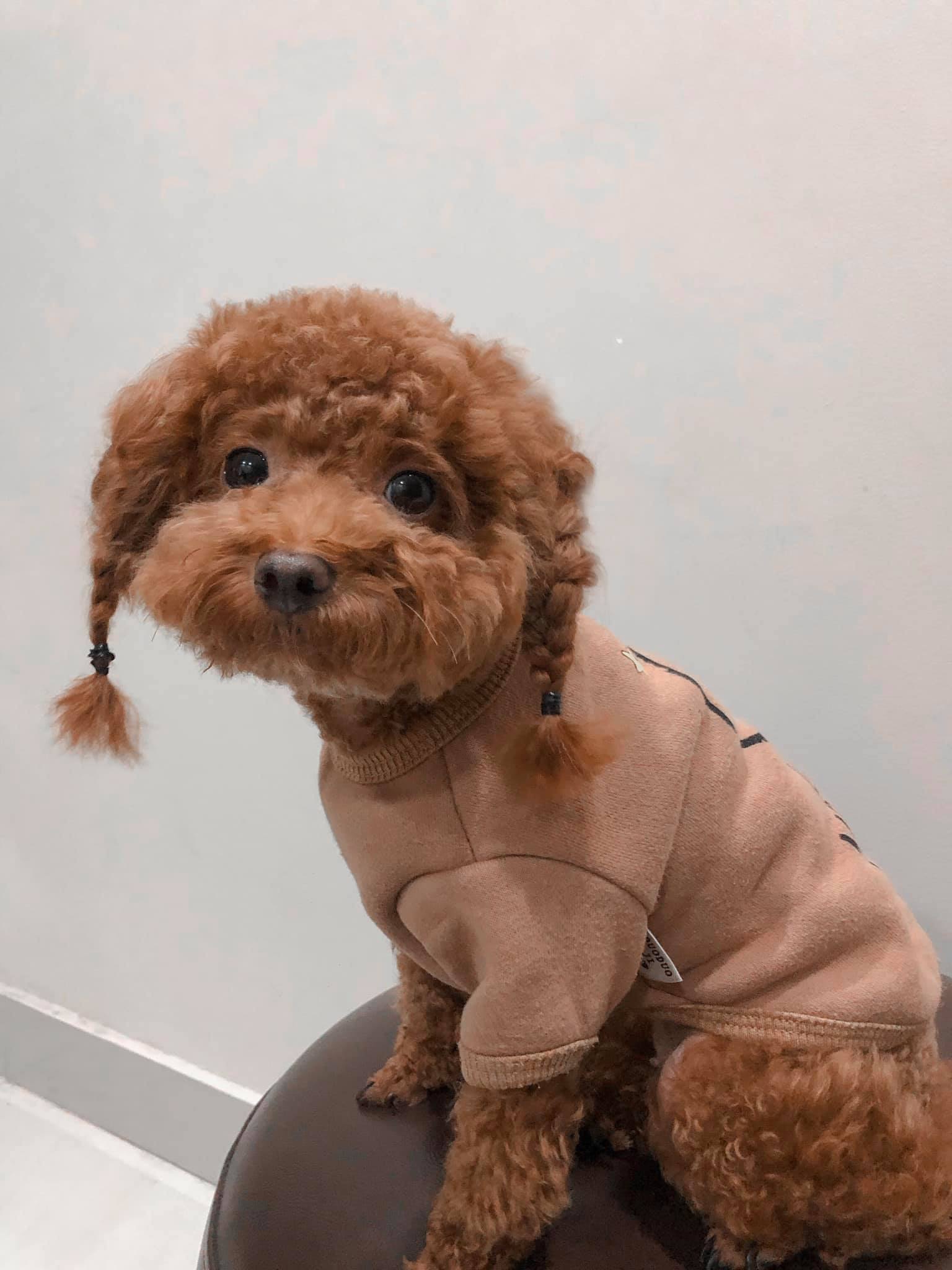 Stylist chó Poodle: Bạn muốn chú chó bạn trông đẹp và đáng yêu? Chỉ cần tìm kiếm stylist chó Poodle, các chuyên gia sẽ giúp trang trí cho chú chó của bạn trở nên lộng lẫy và tuyệt vời với bộ lông sáng bóng.
