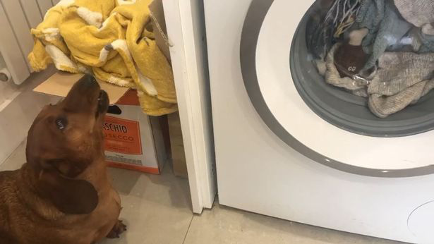 Đồ chơi yêu thích bị cho vào máy giặt quay mòng mòng, chú chó đứng ngóng và than khóc suốt 1 giờ liền - Ảnh 1.