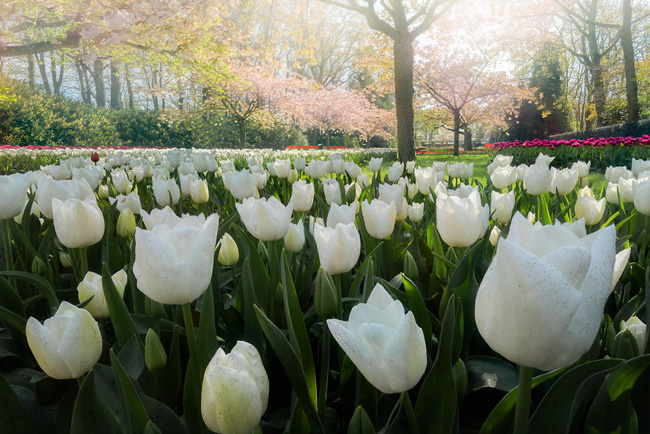 Vườn hoa đẹp nhất thế giới bị đóng cửa sau 71 năm, một nhiếp ảnh gia tò mò muốn vào trong và choáng ngợp trước khung cảnh trước mắt - Ảnh 15.