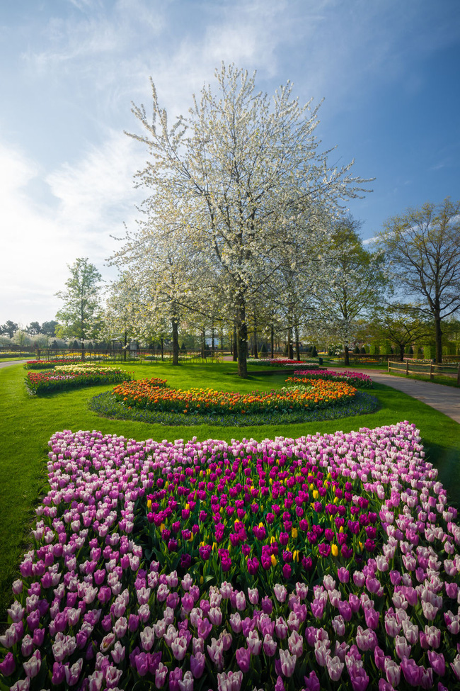 Hoa tulip là loài hoa nổi tiếng của Hà Lan. Hình ảnh sẽ cho bạn trải nghiệm của một cá tính nghệ sĩ và phong cách tinh tế của hoa tulip.