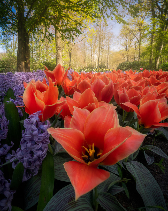 Vườn hoa đẹp nhất thế giới bị đóng cửa sau 71 năm, một nhiếp ảnh gia tò mò muốn vào trong và choáng ngợp trước khung cảnh trước mắt - ảnh 4.