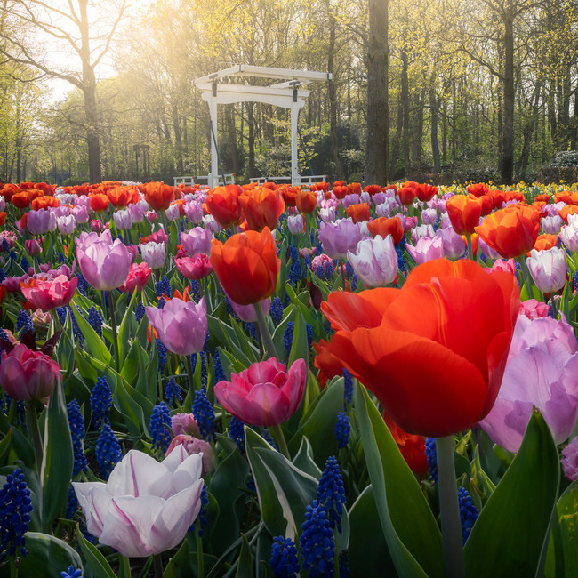 Vườn hoa đẹp nhất thế giới bị đóng cửa sau 71 năm, một nhiếp ảnh gia tò mò muốn vào trong và choáng ngợp trước khung cảnh trước mắt - ảnh 6.