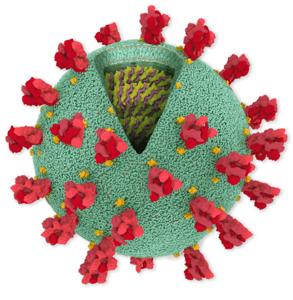 Bạn có thể nghe thấy virus SARS-CoV-2: Và đây là bản nhạc du dương chết người của nó - Ảnh 1.