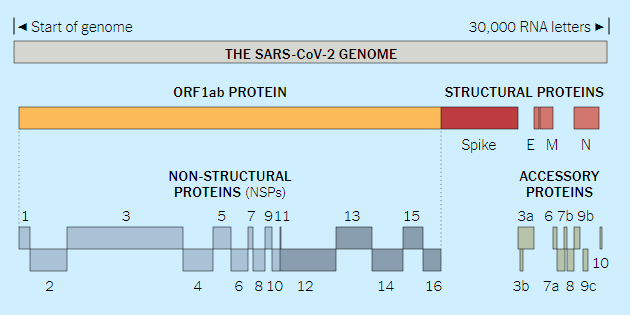 Chi tiết bộ gen SARS-CoV-2: Những tên khủng bố chiếm dụng tế bào phổi người - Ảnh 4.