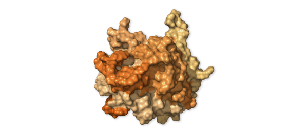 Chi tiết bộ gen SARS-CoV-2: Những tên khủng bố chiếm dụng tế bào phổi người - Ảnh 33.