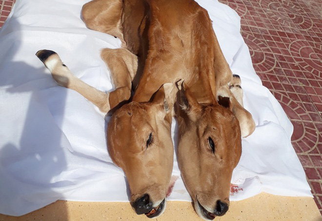 People Flocked To Observe The Birth Of A Headed Cow Which Is Extremely Rare In The World For