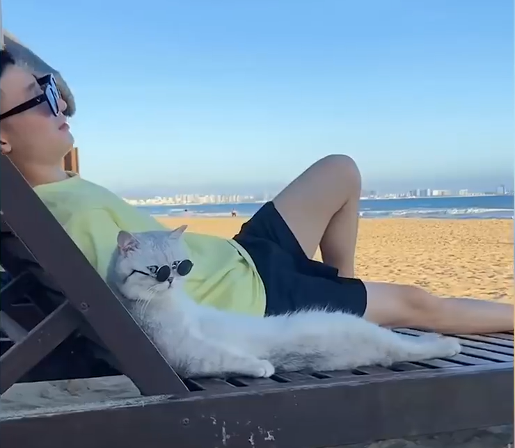Video: Boss mèo được sen dắt đi chơi khắp thế gian khiến dân mạng vừa ...