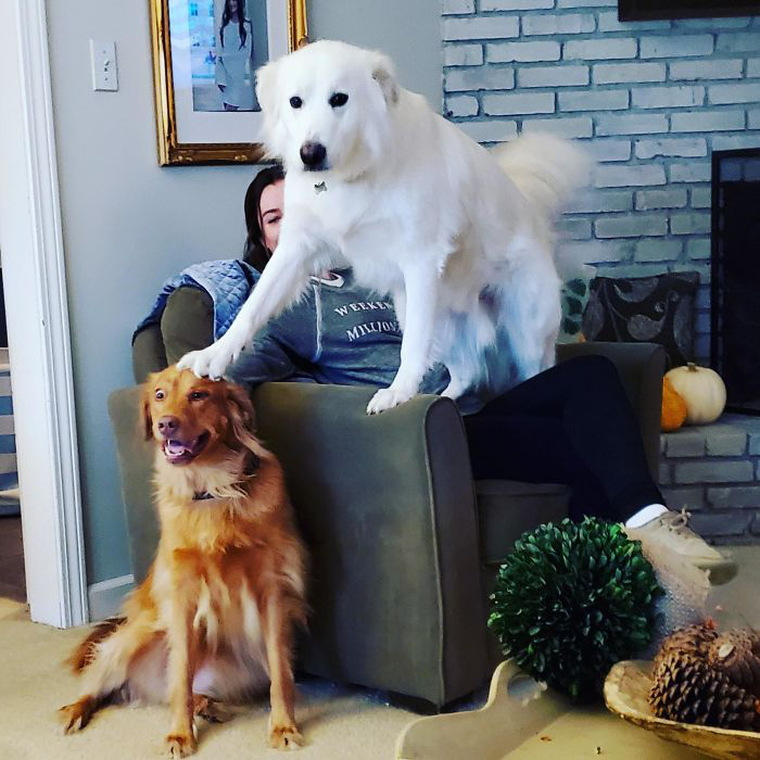 Góc làm anh khó lắm: 23 chú chó vui vẻ rất quạo vì tự dưng chủ nhân rước thêm đứa em về - Ảnh 1. Góc làm anh khó lắm: 23 chú chó vui vẻ rất quạo vì tự dưng chủ nhân rước thêm đứa em về - Ảnh 1.