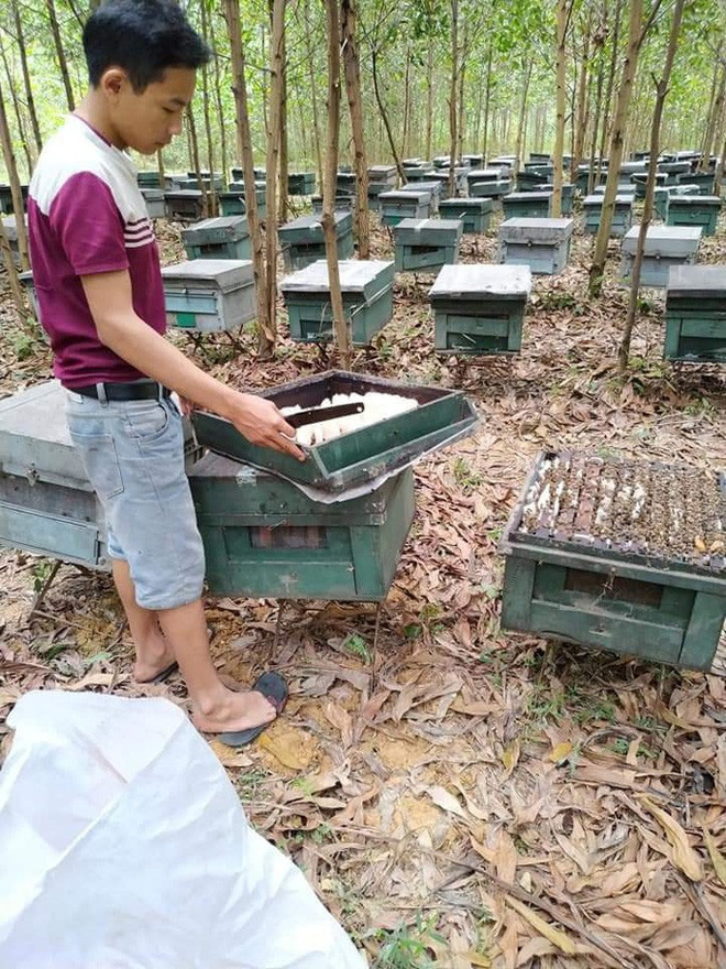 Điều tra vụ hàng trăm thùng ong nuôi trong rừng chết la liệt, nghi bị kẻ xấu đầu độc - Ảnh 2.