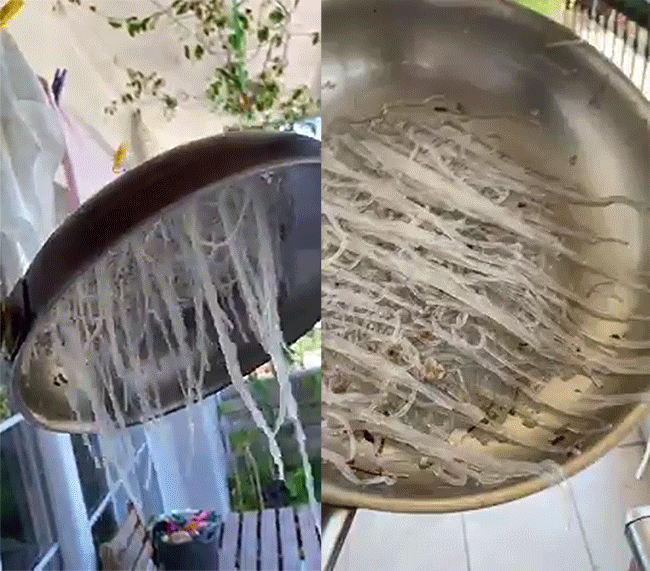 X&agrave;o miến bị lỗi t&iacute; th&ocirc;i m&agrave; tận 20k lượt likes: đi nhầm một nước l&agrave; toang lu&ocirc;n - Ảnh 2.
