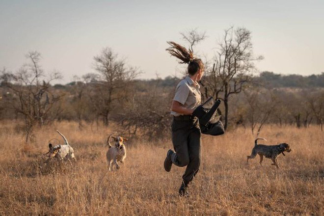 Chó được huấn luyện để bảo vệ động vật hoang dã đã cứu được 45 con tê giác khỏi những kẻ săn trộm - Ảnh 1.