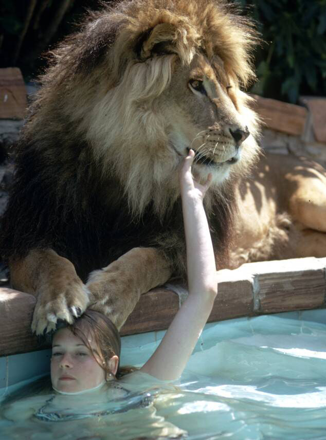 Bức ảnh con sư tử tấn công cô gái trẻ ngỡ là khoảnh khắc kinh hoàng cuối cùng của nạn nhân nhưng sự thật trái ngược hoàn toàn - Ảnh 4.