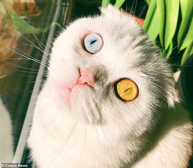 Mắt 2 màu của Mèo: Hãy để ánh mắt đầy uy lực của chú mèo tìm thấy bạn trong bức hình đầy bất ngờ nhé! Với mắt màu xanh và vàng, vẻ đẹp độc đáo của chú mèo này chắc chắn sẽ khuấy động trái tim của bạn. Hãy cùng trải nghiệm cảm giác thú vị khi nhìn thấy bức hình đặc biệt này nhé!
