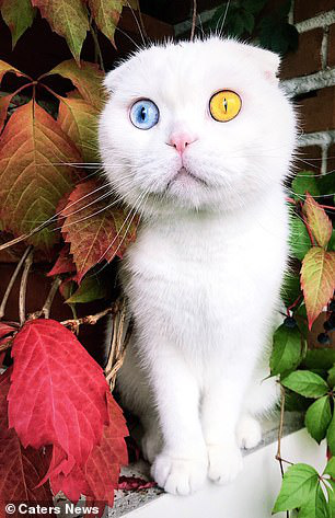 Sở hữu cặp mắt 2 màu đẹp khó tả, chú mèo vẫn bị hắt hủi vì vẻ ngoài khác lạ, phải tìm người cưu mang - Ảnh 4.