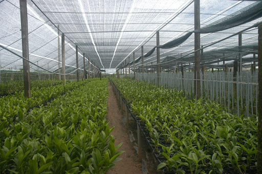 Đừng bật điều hòa cả ngày, hãy áp dụng trước những cách chống nóng này xem, tiết kiệm mà hiệu quả thấy rõ - Ảnh 7.