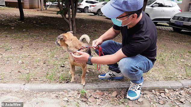 Mòn mỏi chờ đợi suốt 3 tháng trời ngoài cửa bệnh viện, chú chó trung thành không hay biết chủ đã qua đời vì dịch Covid-19 - Ảnh 4.