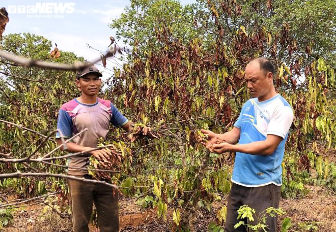 Hạn kinh hoàng, người Gia Lai mót từng giọt nước đục ngầu từ hố trũng về ăn - Ảnh 8.