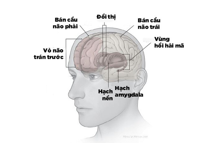 Thí nghiệm đầu tiên trong lịch sử chứng minh bộ não tự phát lại ký ức trong ngày khi bạn ngủ - Ảnh 6.